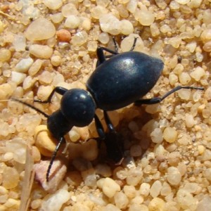 Tentyria platyceps