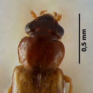 Phloeostiba azorica