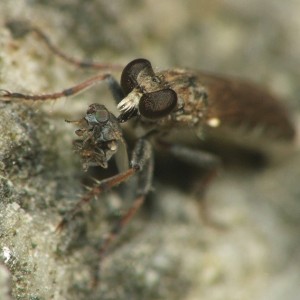 Espécime a alimentar-se de uma outra mosca da família Ephydridae © Rui Andrade
