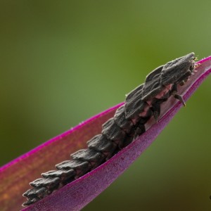 Nyctophila reichii