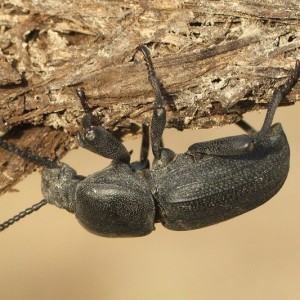 Scaurus uncinus