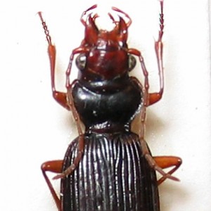 Nebria vanvolxemi