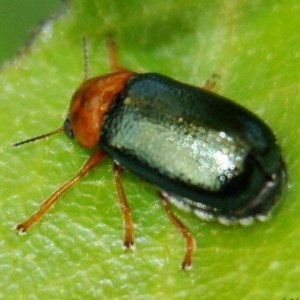 Smaragdina clavareaui