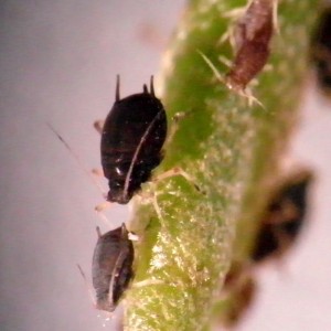 Aphis hederae