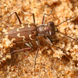 Cylindera trisignata