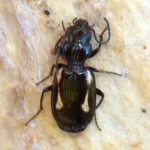 Lionychus albonotatus