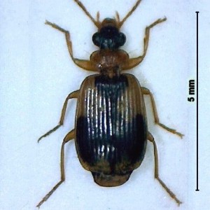 Lebia scapularis