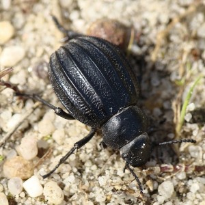 Pimelia costata