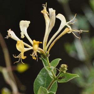 Lonicera periclymenum subsp. periclymenum