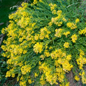 Solidago virgaurea