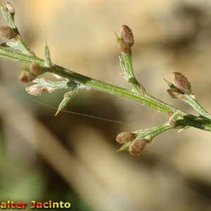 Stauracanthus boivinii