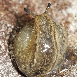 Geomalacus maculosus