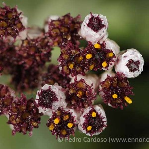 Helichrysum melaleucum