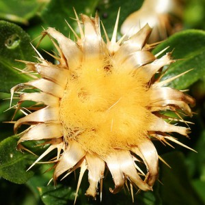 Rhaponticoides fraylensis