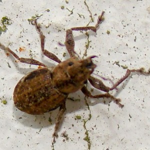 Pantomorus cervinus