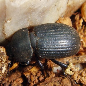 Eumicrositus ulyssiponensis