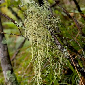 Usnea krogiana