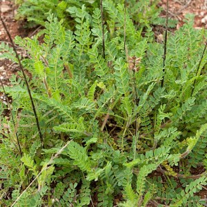 Astragalus echinatus