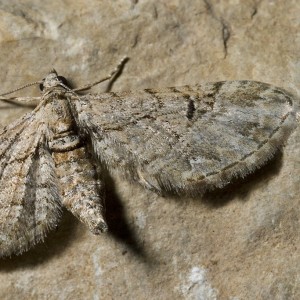Eupithecia weissi