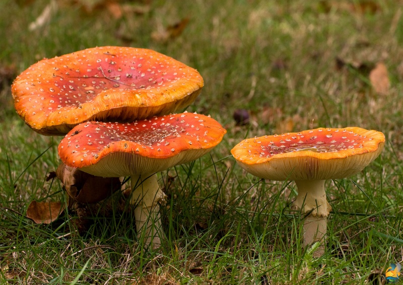 Cogumelo Amanita muscaria, casa de cogumelo, pintado, chapéu, mão png