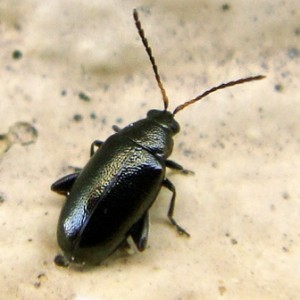 Phyllotreta atra