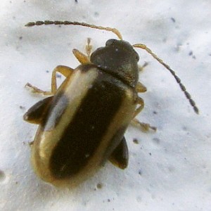 Phyllotreta rugifrons