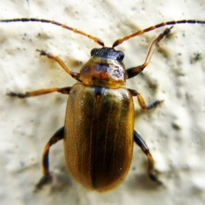 Lochmaea caprea