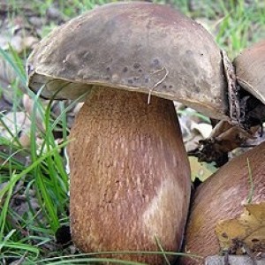 Basidiocarpo © Vem Conhecer os Cogumelos do Alentejo