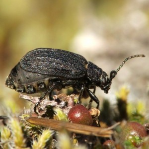 Galeruca artemisiae