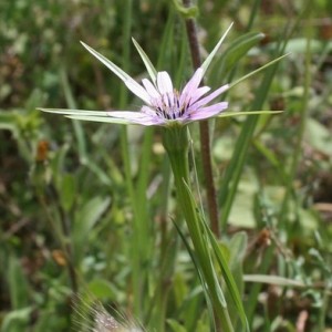 Geropogon hybridus