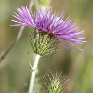 Galactites tomentosa