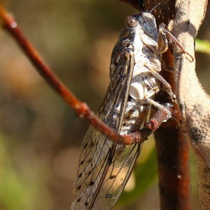 Cicada barbara lusitanica