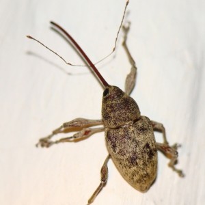 Curculio elephas