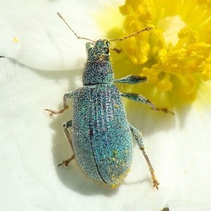 Polydrusus pilosulus