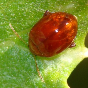 Sphaeroderma testaceum