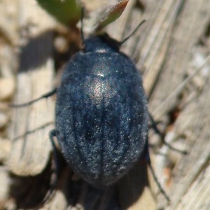 Zophosis minuta