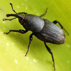 Sphenophorus striatopunctatus