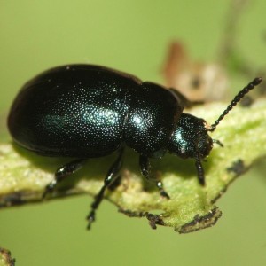 Gastrophysa viridula