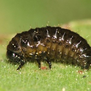 Larva © Rui Andrade