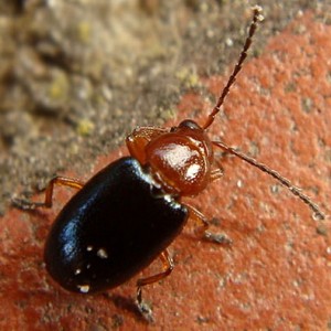 Leptomona erythrocephala