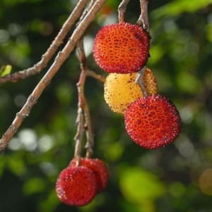 Medronhos (frutos) © Pedro Cardoso