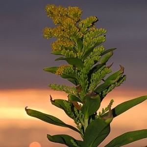 Solidago sempervirens