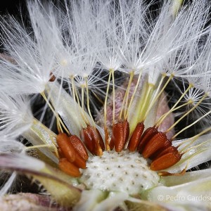 Taraxacum officinale