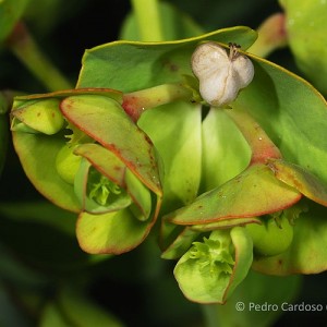 Euphorbia azorica