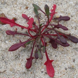 Rumex acetosella subsp. pyrenaicus