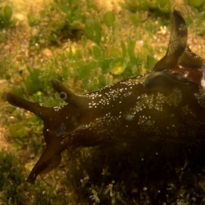 Baleal, Peniche © João Pedro Silva