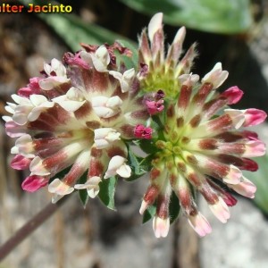 Anthyllis vulneraria subsp. lusitanica
