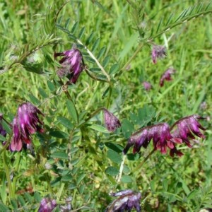 Vicia benghalensis