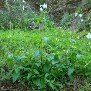Silene latifolia subsp. latifolia