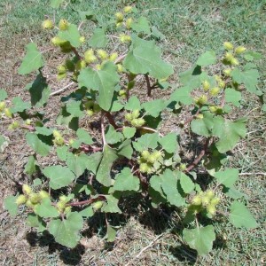 Xanthium orientale